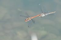 Sympetrum striolatum