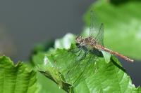 Sympetrum sanguineum