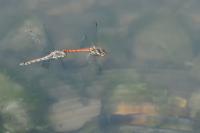 Sympetrum striolatum