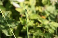 Ischnura elegans