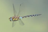 Aeshna mixta