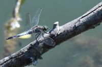Orthetrum cancellatum