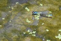 Erythromma viridulum