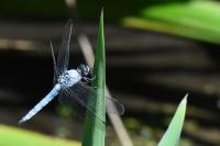 Orthetrum brunneum