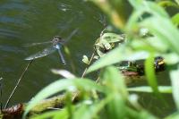 Anax parthenope
