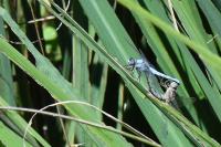 Orthetrum brunneum