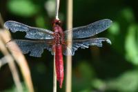 Crocothemis erythraea