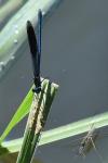 Calopteryx splendens