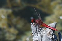 Crocothemis erythraea