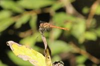 Sympetrum striolatum