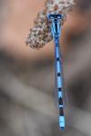 Enallagma cyathigerum