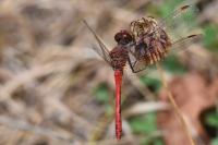 Sympetrum sanguineum