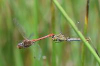 Sympetrum meridionale