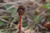 Sympetrum sanguineum