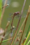 Sympetrum meridionale