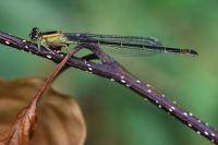 Ischnura elegans