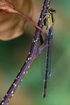 Ischnura elegans