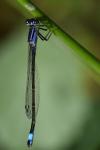 Ischnura elegans