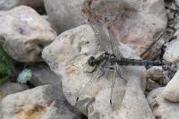 Orthetrum cancellatum