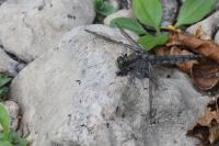 Orthetrum cancellatum