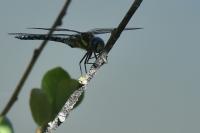 Aeshna mixta