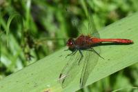 Sympetrum sanguineum