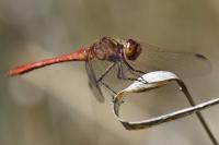 Sympetrum meridionale