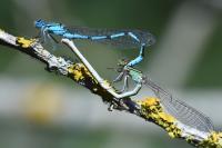 Enallagma cyathigerum