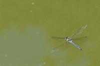 Aeshna mixta