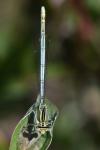 Platycnemis pennipes
