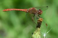 Sympetrum meridionale