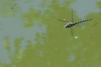 Aeshna mixta
