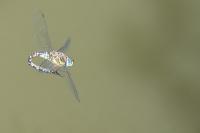 Aeshna mixta