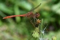 Sympetrum meridionale