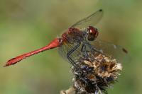 Sympetrum sanguineum