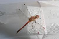 Sympetrum striolatum