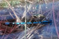 Enallagma cyathigerum