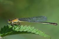 Ischnura elegans