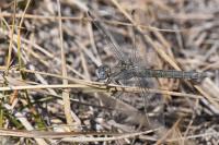 Orthetrum brunneum