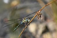 Aeshna mixta