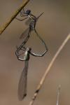 Chalcolestes viridis