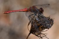 Sympetrum sanguineum