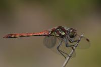 Sympetrum striolatum