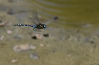 Aeshna mixta
