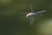Aeshna mixta