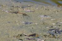 Sympetrum striolatum