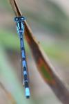 Enallagma cyathigerum