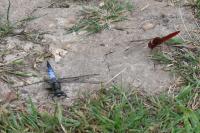 Crocothemis erythraea