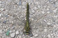 Gomphus pulchellus