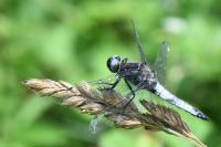 Libellula fulva